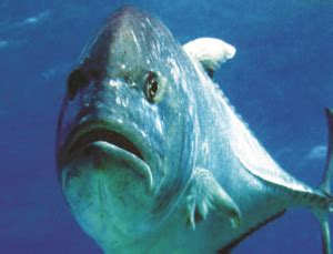 Secrets of the Maliputo (Talakitok) – Animal Scene Magazine.